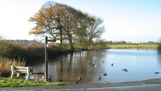 ducks on a small pond with autumnal trees and flat farmland